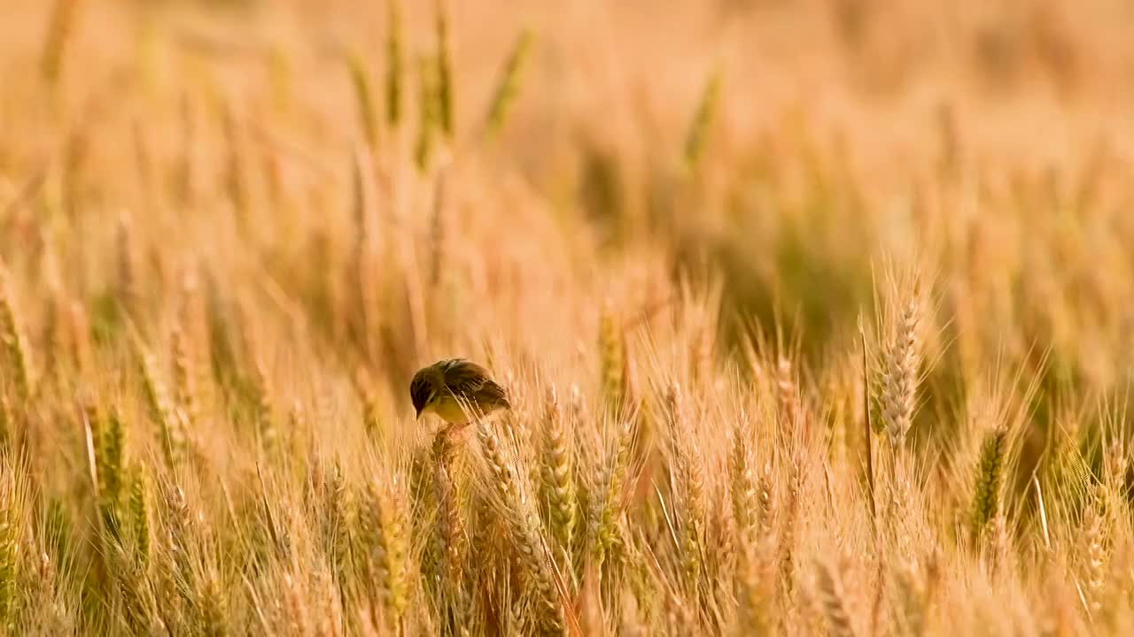 麦穗上的棕扇尾莺视频素材