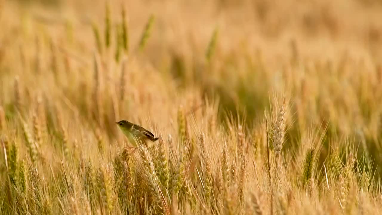 麦穗上的棕扇尾莺视频素材