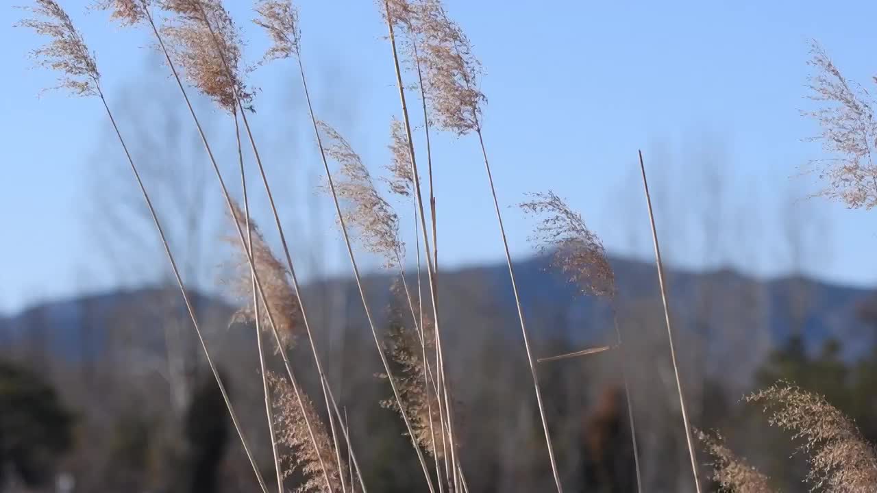 秋季户外风中摇曳的芦苇视频素材
