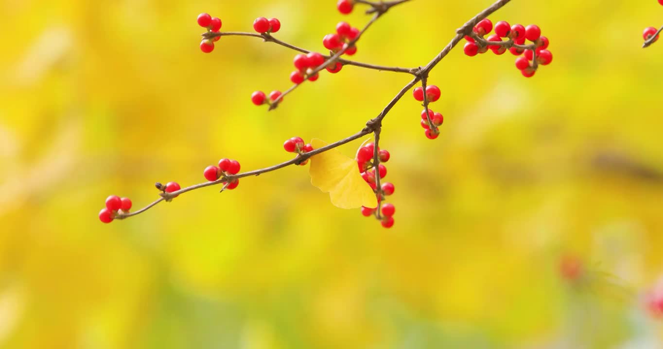 深秋黄叶冬季飘雪唯美意境（合集）视频素材