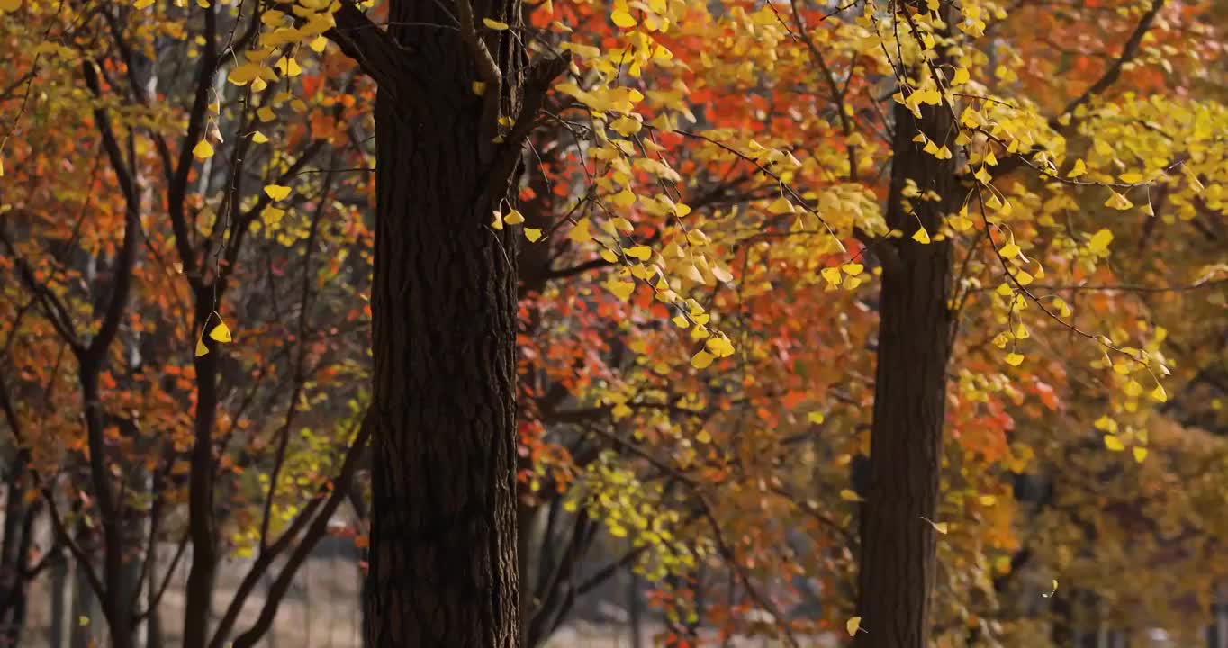 秋天来临银杏黄叶飘落（选编）视频素材
