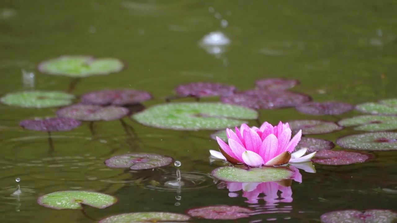 下雨湖水中盛开的的莲花视频素材
