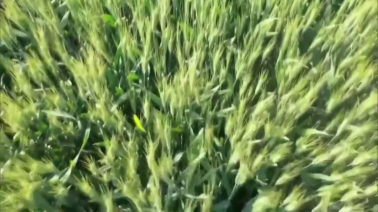 中国经济复苏小麦夏收丰收农业视频素材