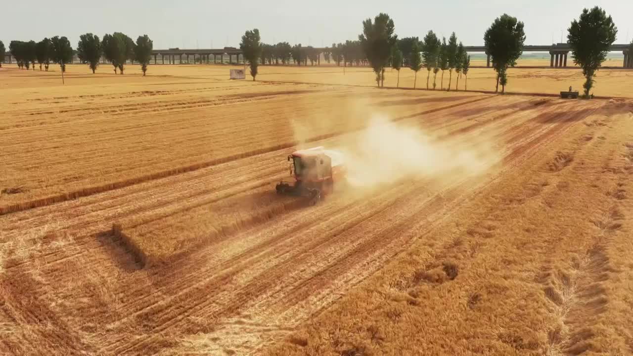 收割成熟的小麦视频下载