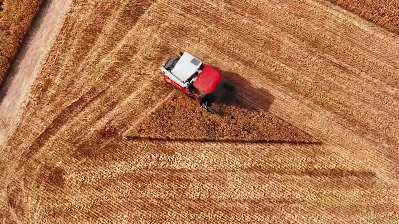 收割成熟的小麦视频素材
