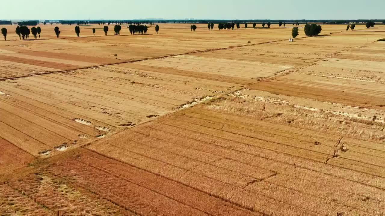收割成熟的小麦视频素材