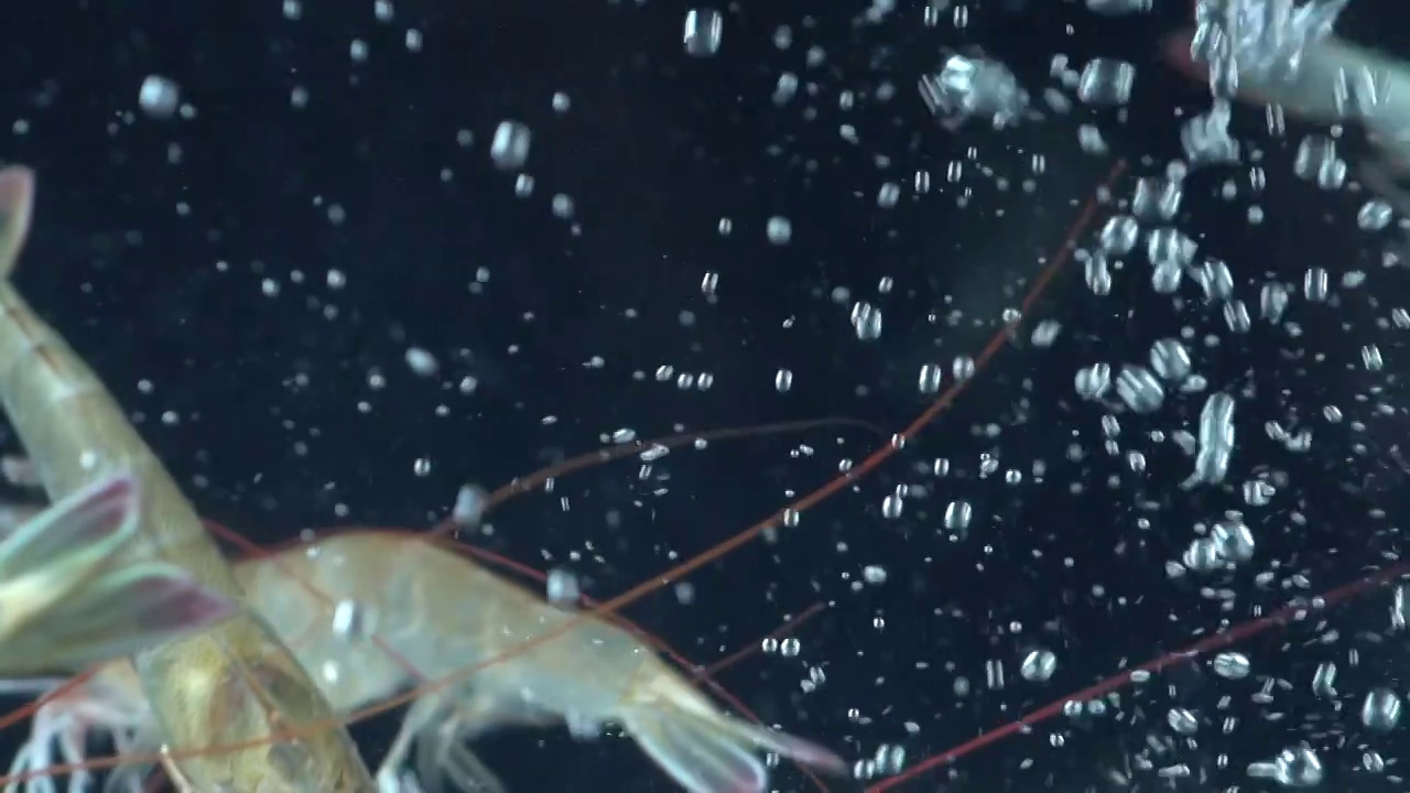 水下摄影基围虾落水溅起水花慢镜头视频下载