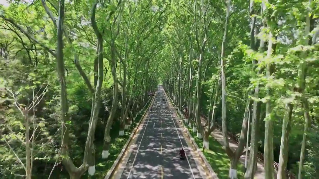 初夏的南京陵园路梧桐大道视频下载