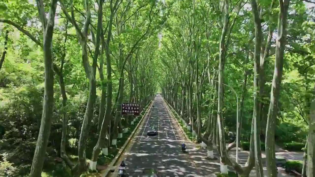绿意盎然的南京陵园路梧桐大道视频下载