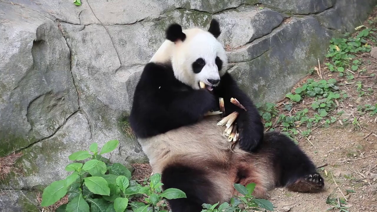 “国宝”大熊猫视频素材