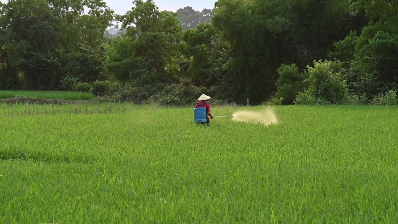 阳光下农民正在稻田里用喷雾器喷洒农药肥料视频素材