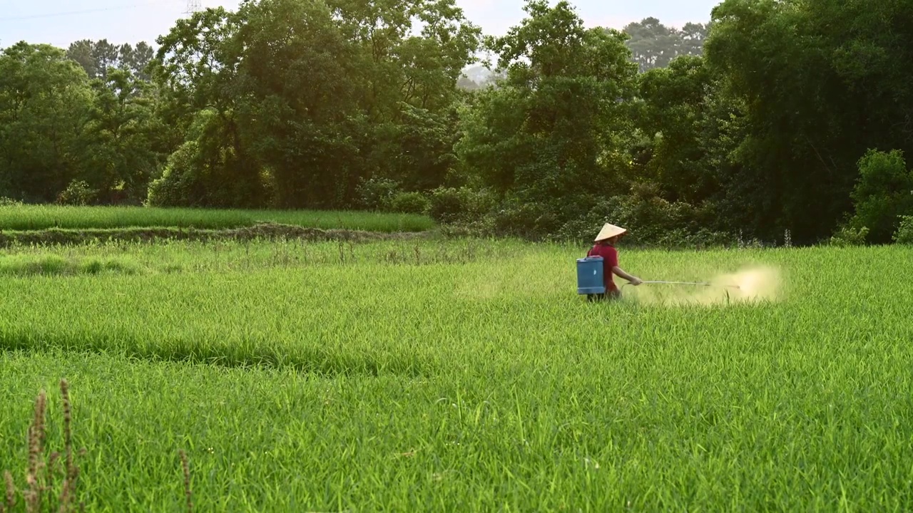 阳光下农民正在稻田里用喷雾器喷洒农药肥料视频素材