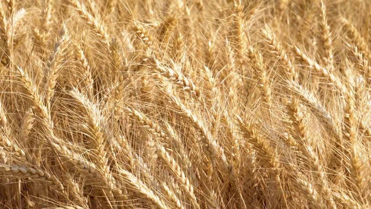 金色的麦田，成熟的小麦。视频下载