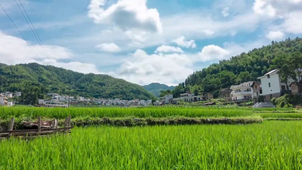 乡村绿油油稻田自然风光4k延时视频下载