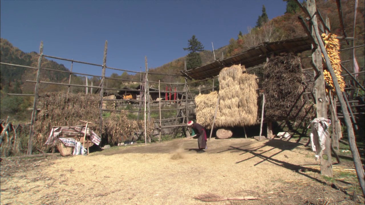 四川九寨沟清扫地上麦穗的藏民妇女固定机位视频下载