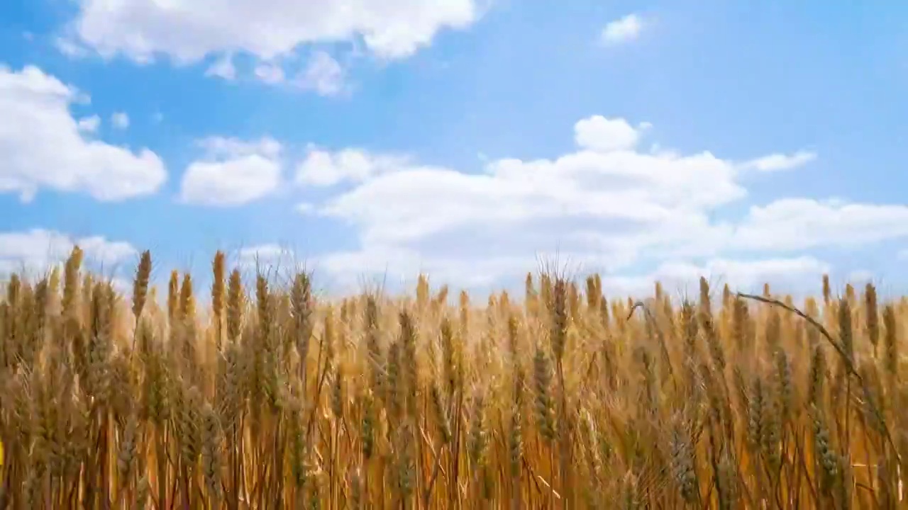 蓝天白云下夏季成熟的麦田视频素材