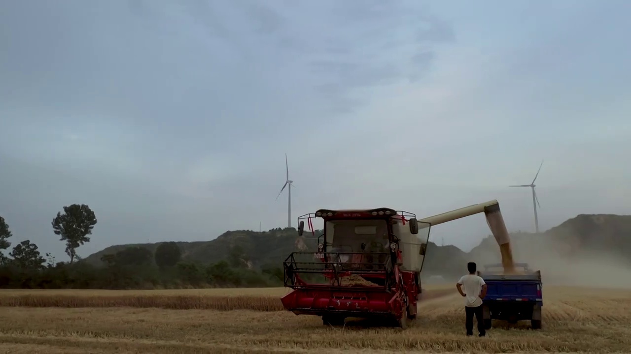 收割-小麦-田园-成熟-农田-丰收视频素材