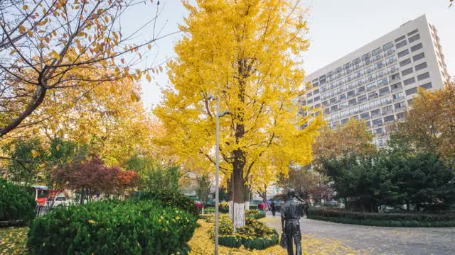 杭州武林小广场秋景视频素材
