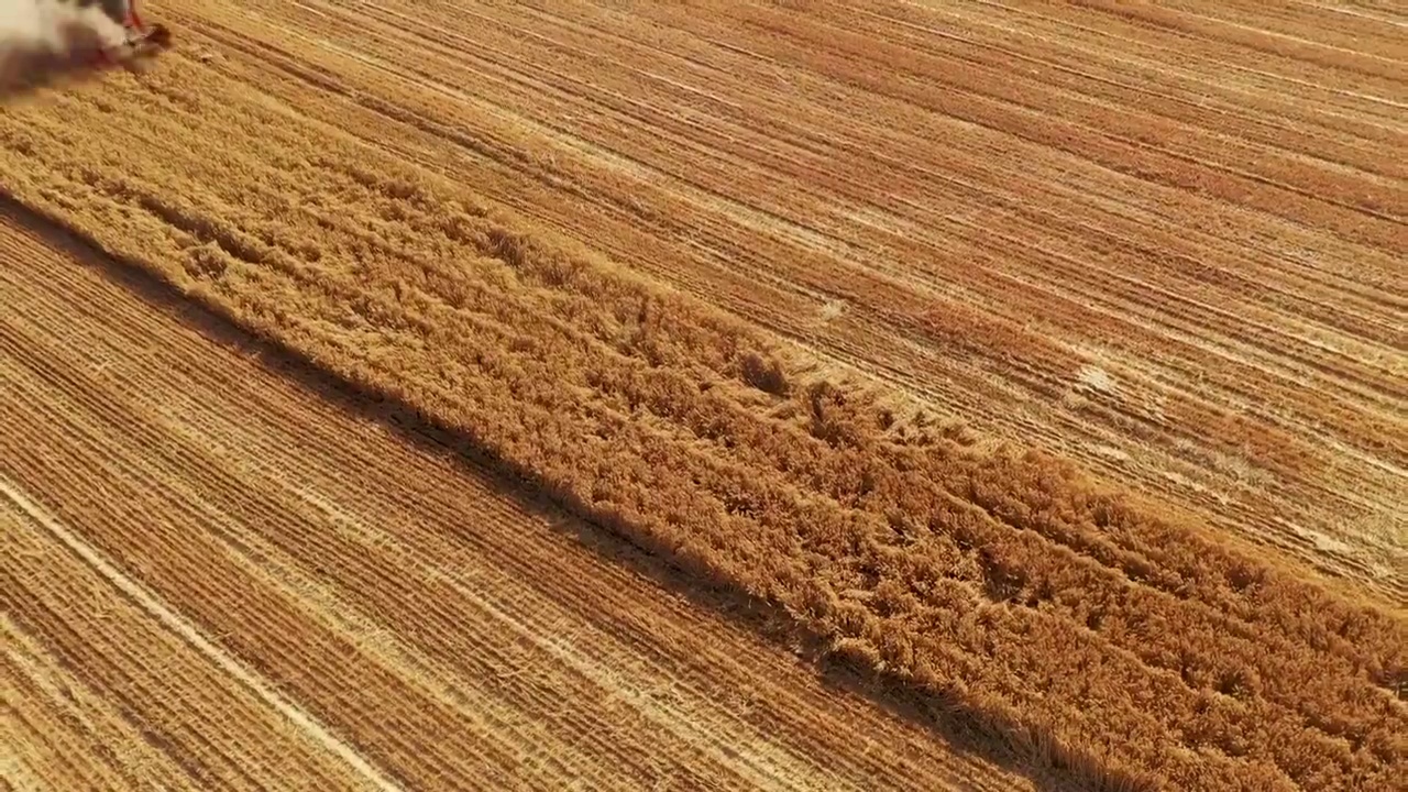 麦收季节视频素材