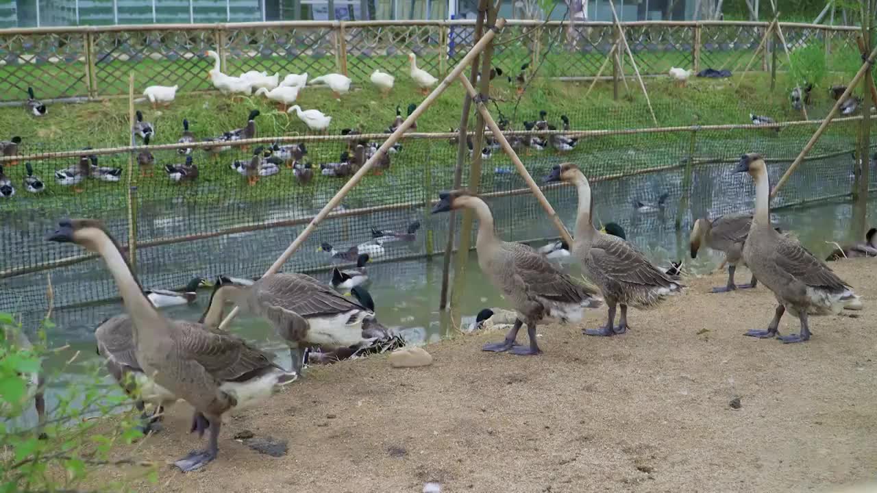 养殖场池塘里的鸭子和鹅视频素材
