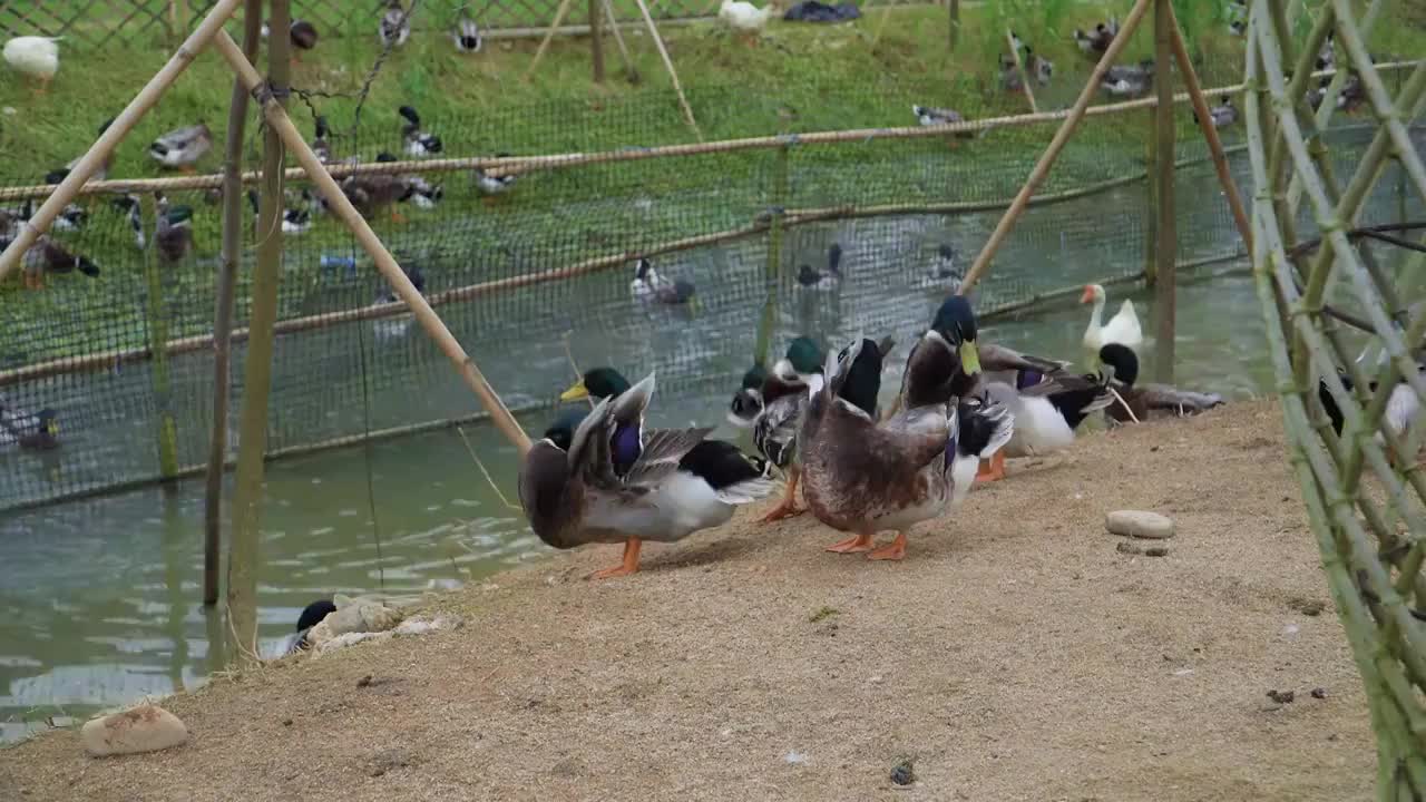 养殖场池塘里的鸭子和鹅视频素材