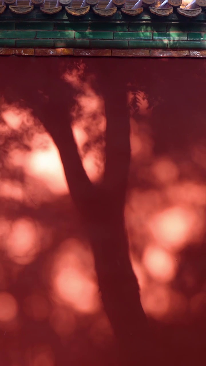 东方元素-红墙与树影摇曳视频素材
