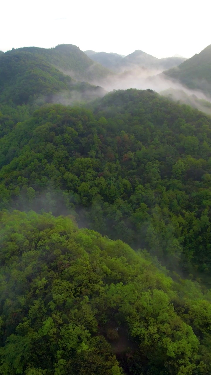 竖屏航拍贵州百里杜鹃普底景区云雾缭绕（合集）视频素材
