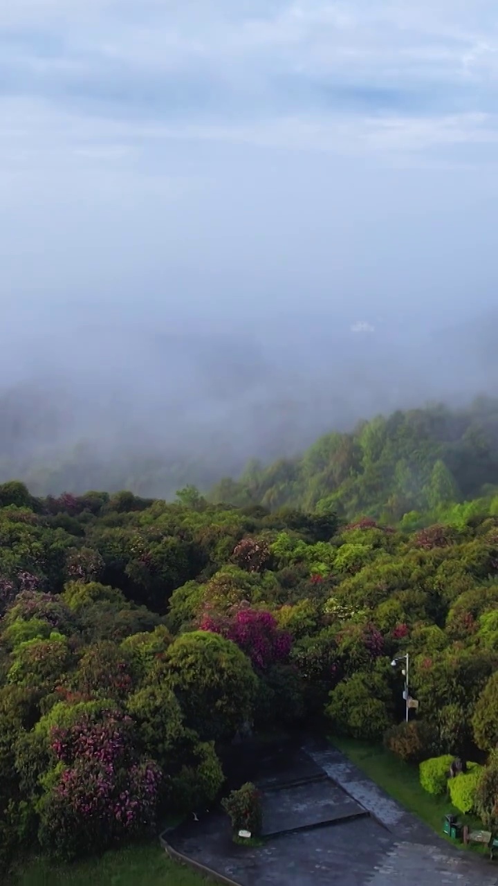 竖屏航拍贵州百里杜鹃普底景区云雾缭绕（选编）视频素材