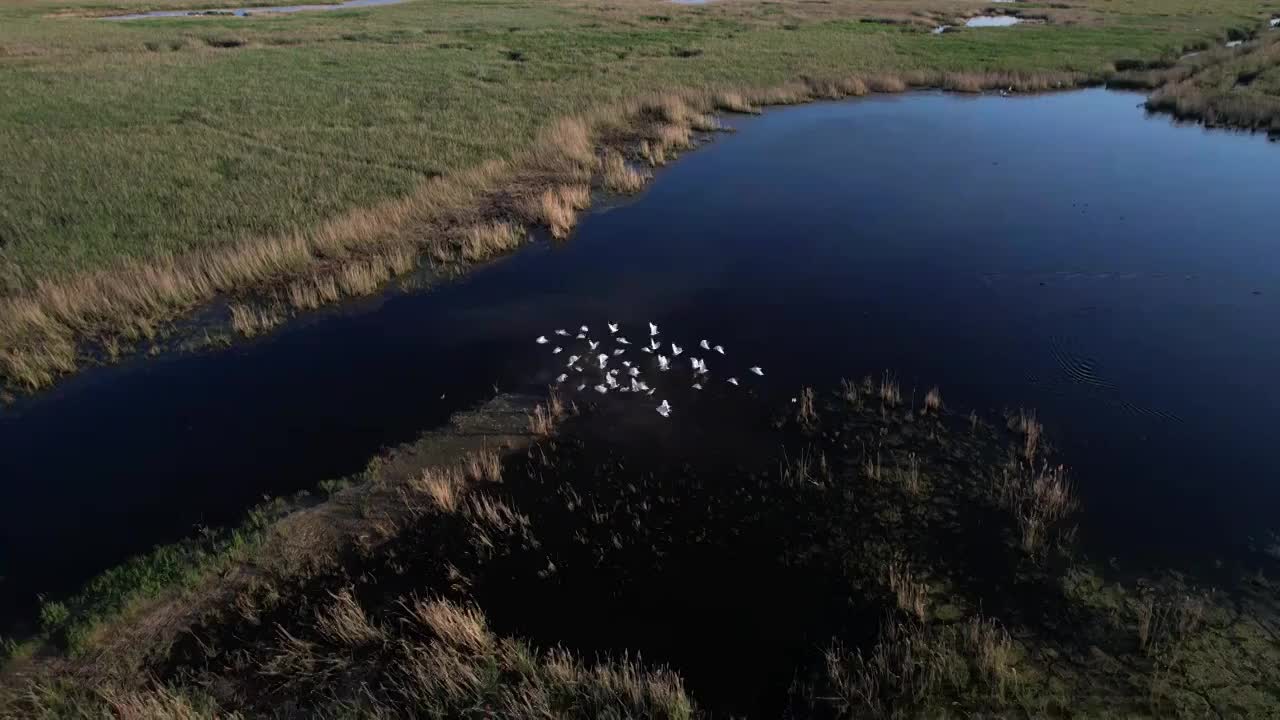 湿地视频下载