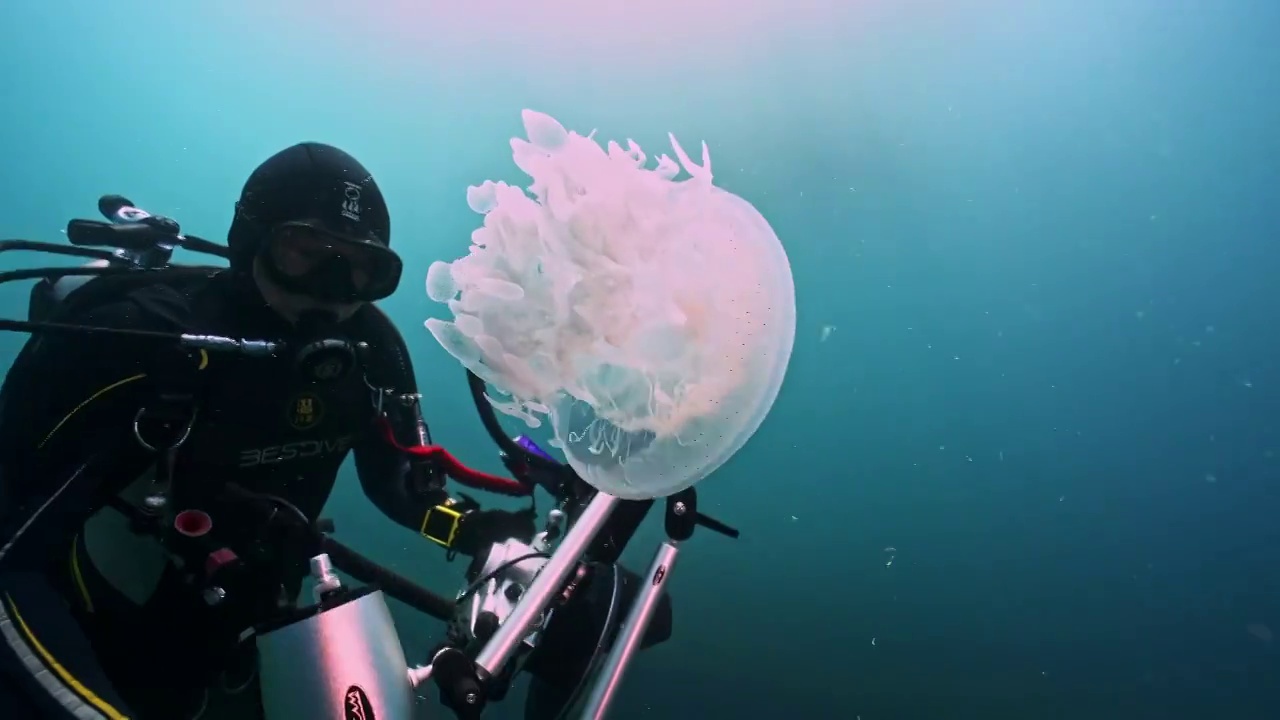 水下摄影透明的水母视频素材