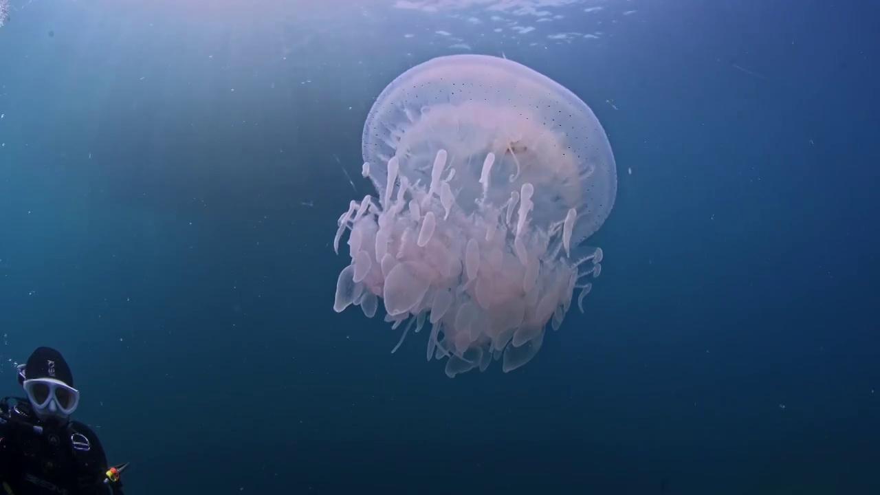 水下摄影透明的水母视频素材