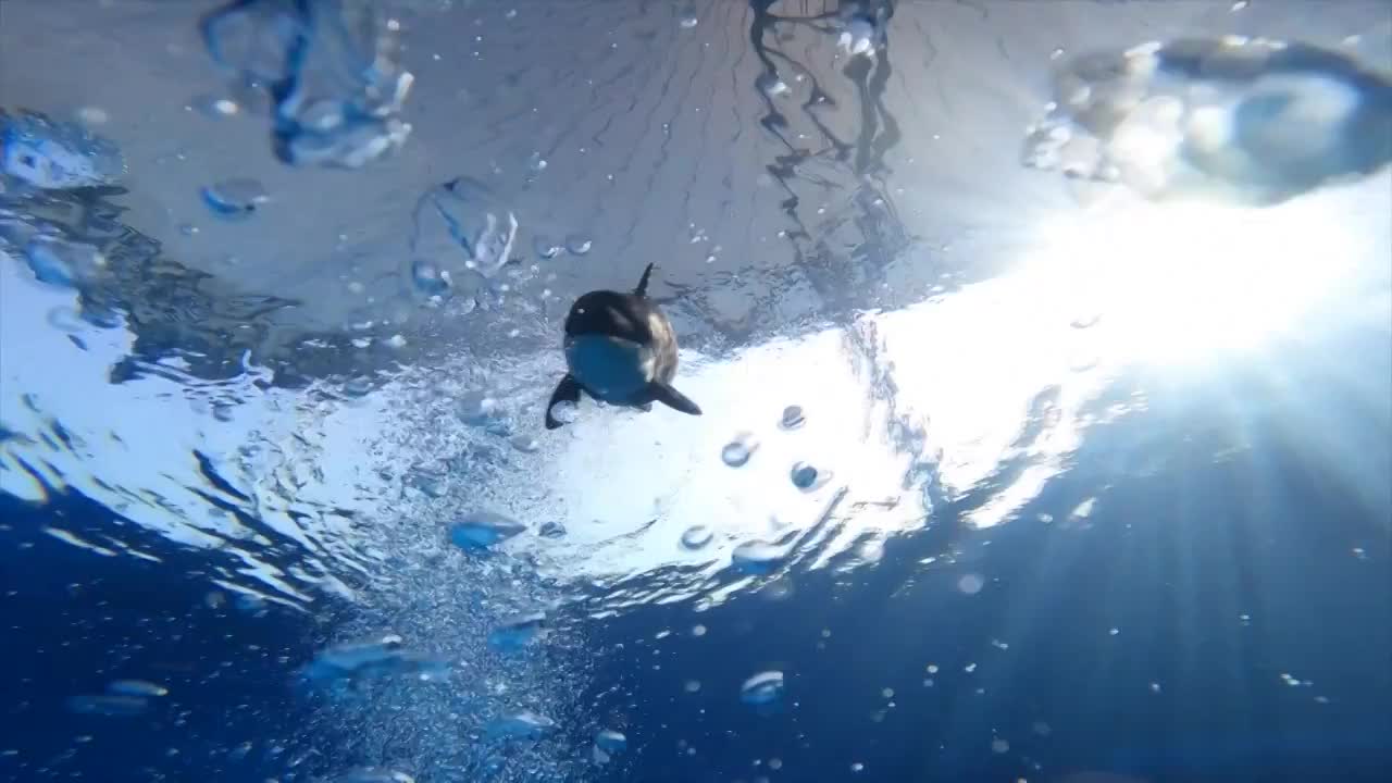 中国水族馆动物园内生活的虎鲸视频素材