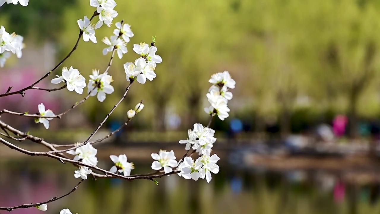 春天盛开的桃花风中摇动视频素材