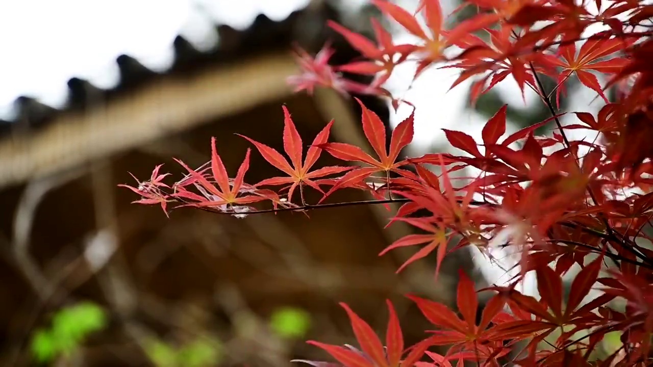 微风吹动的枫叶红叶视频素材