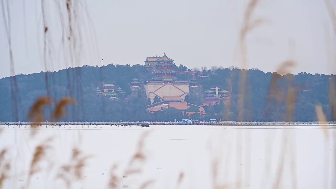 北京颐和园佛香阁和微风吹动的芦苇视频下载