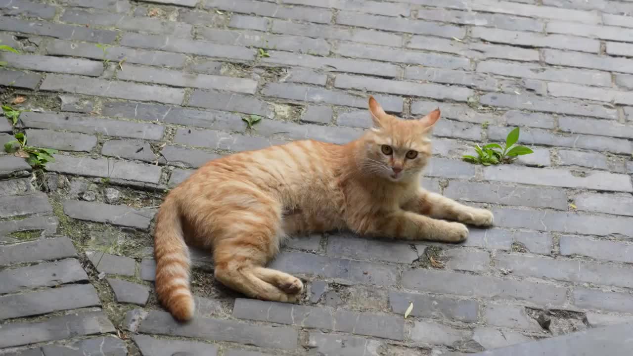 橘猫趴在地上休息猫叫视频素材