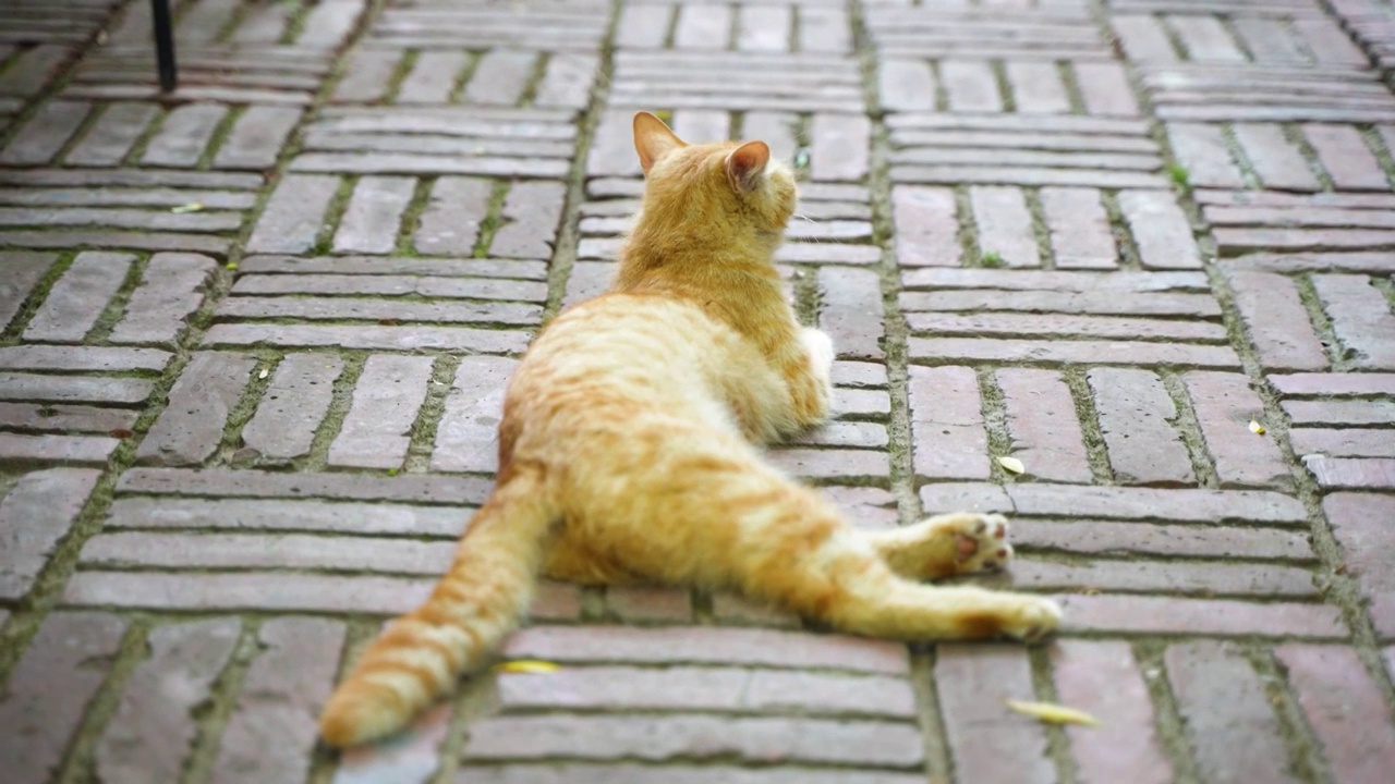 橘猫趴在地上休息猫叫视频素材