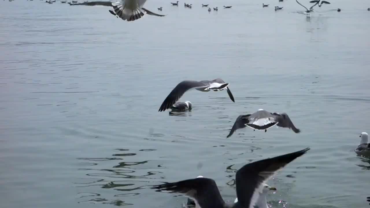青岛，海边的海鸥视频素材