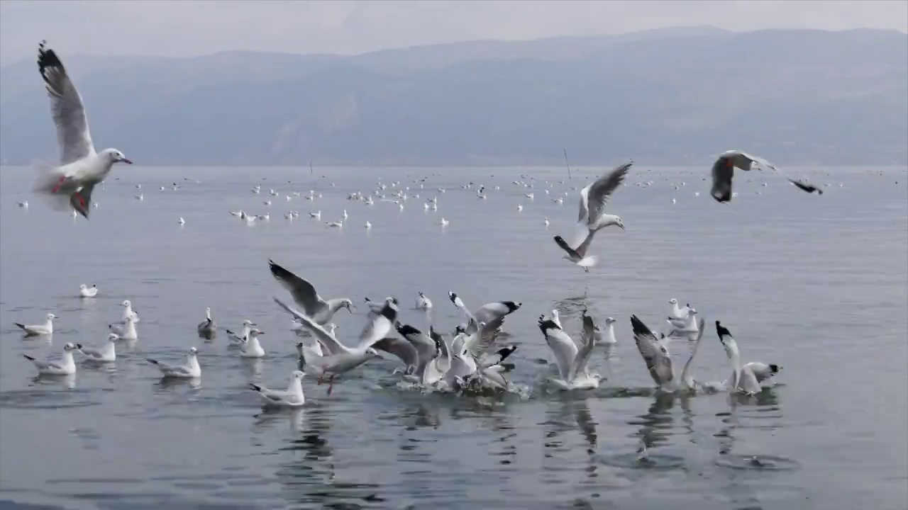 青岛，海边的海鸥视频素材