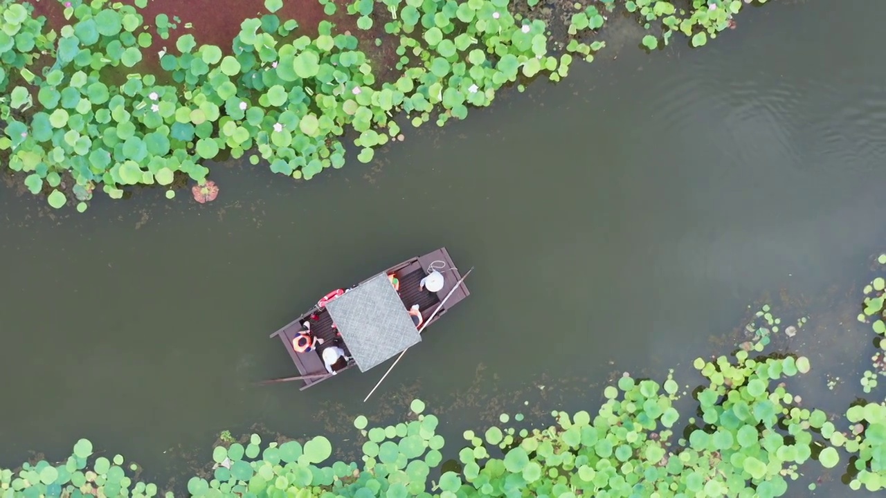 苏州相城区荷塘月色航拍风景视频素材