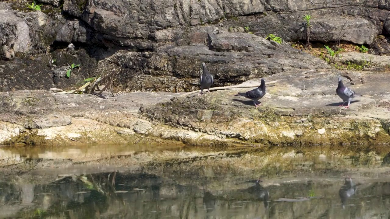 野鸽子在水边视频素材