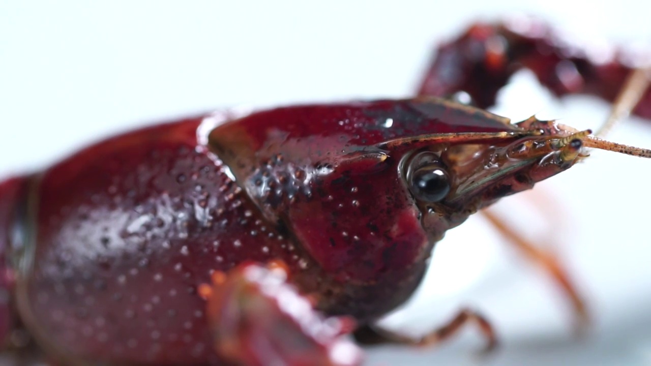 生鲜食材活小龙虾泼水慢镜头视频素材