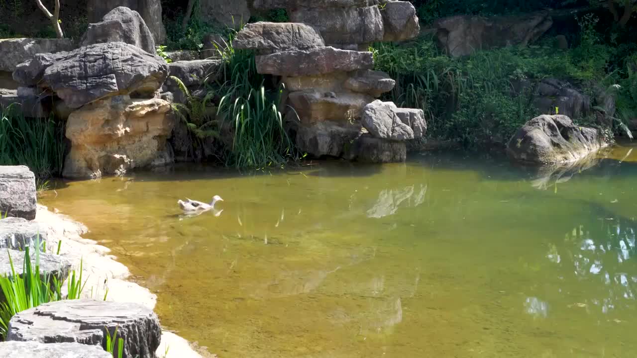 野外河里的鸭子视频素材
