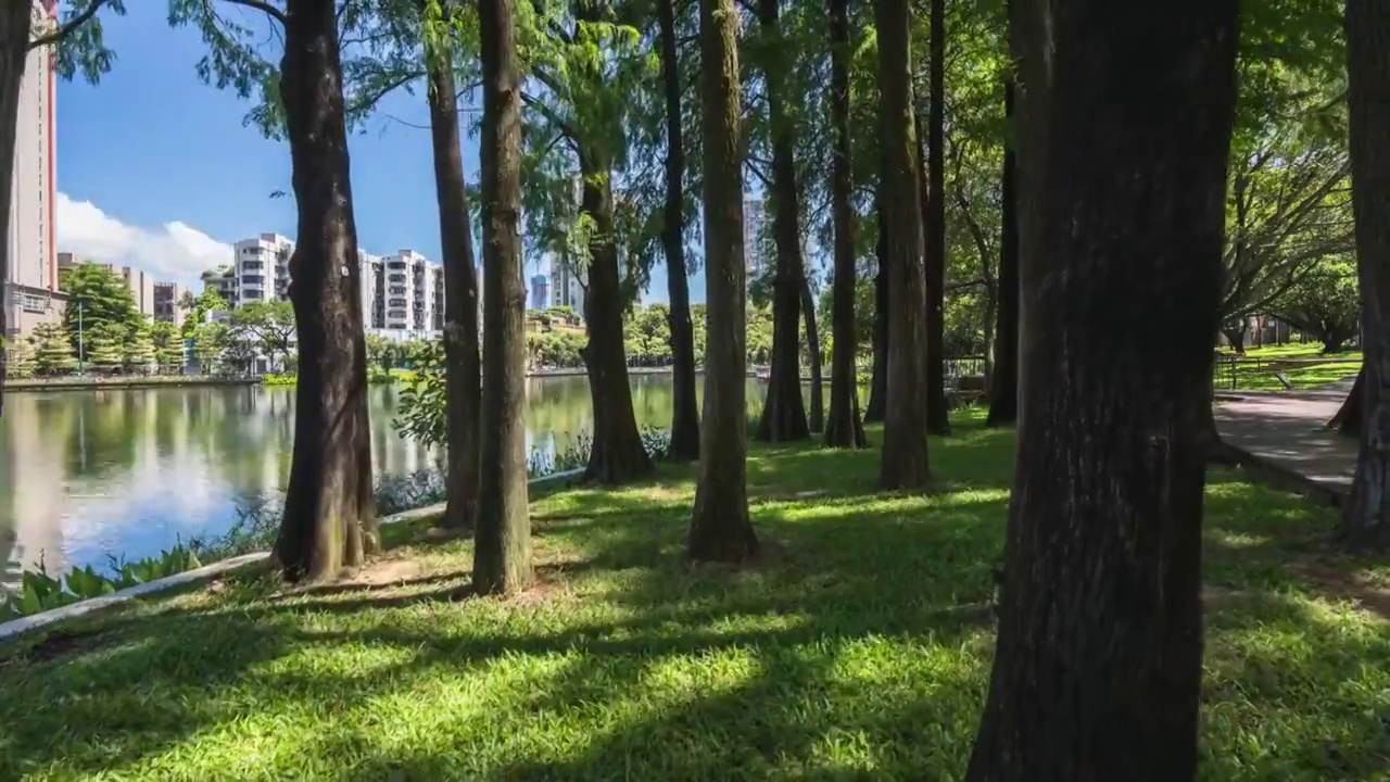 城市公园树林草坪上的光影延时视频素材