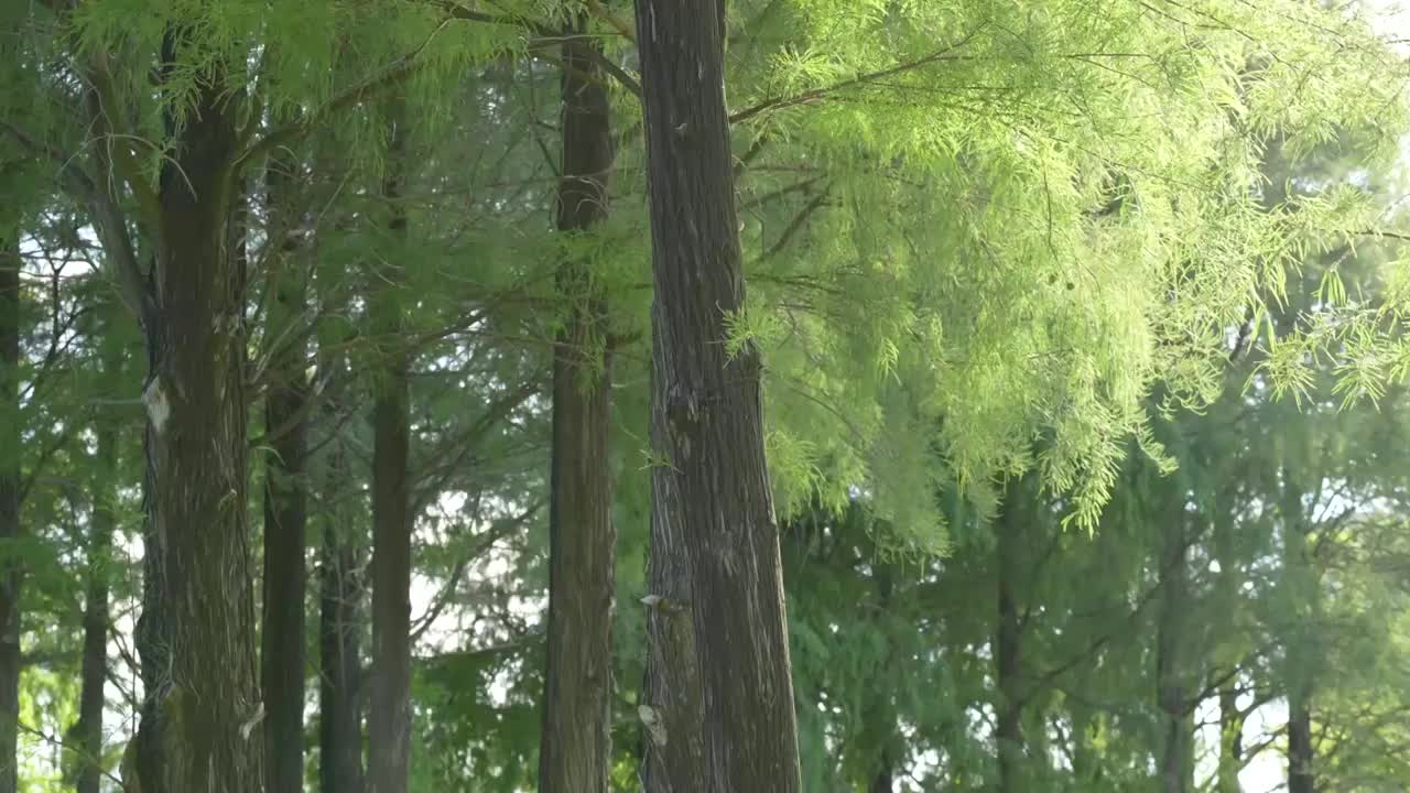 城市森林公园树林光影视频素材