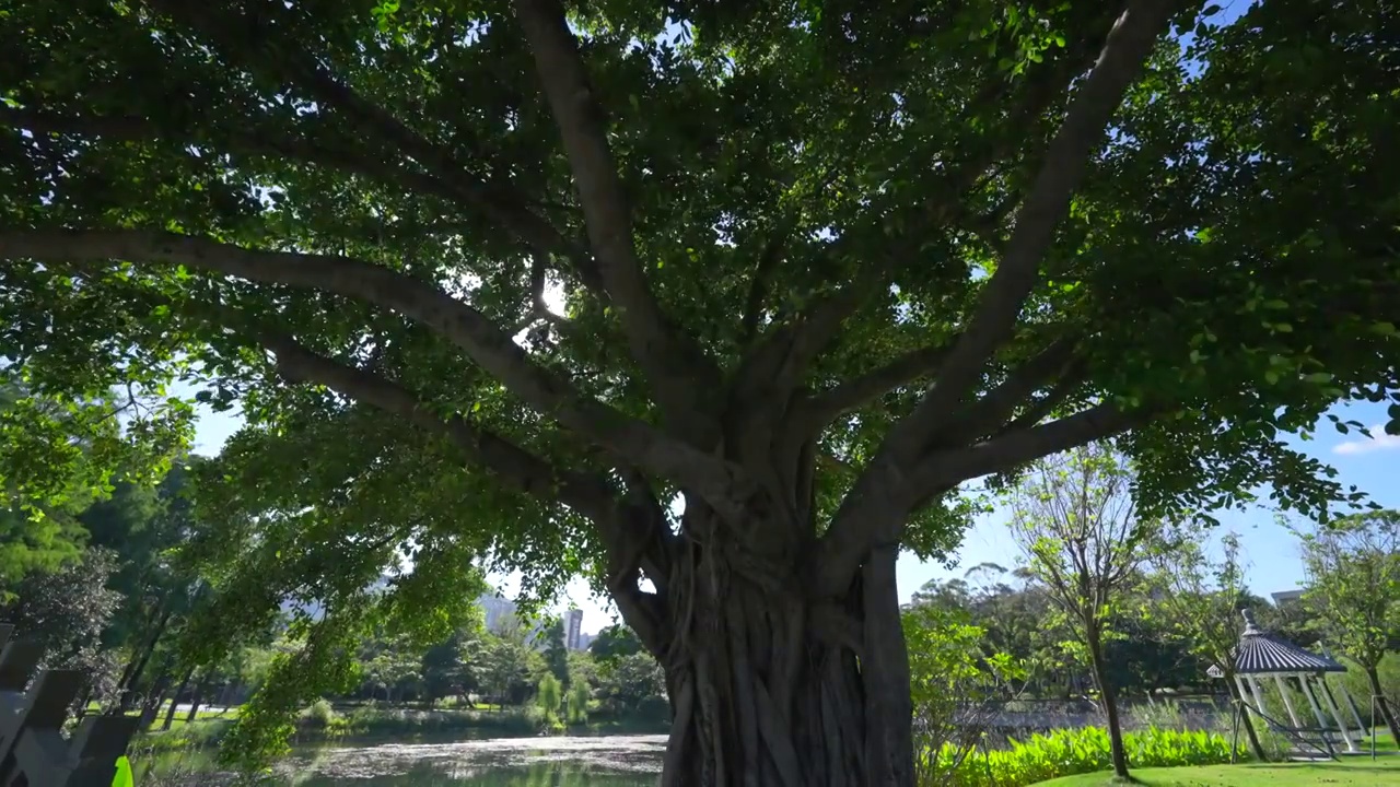 城市公园阳光透过百年老树视频素材