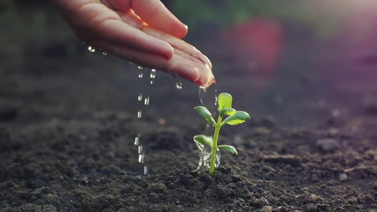 用手给种子浇水绿色希望公益视频下载