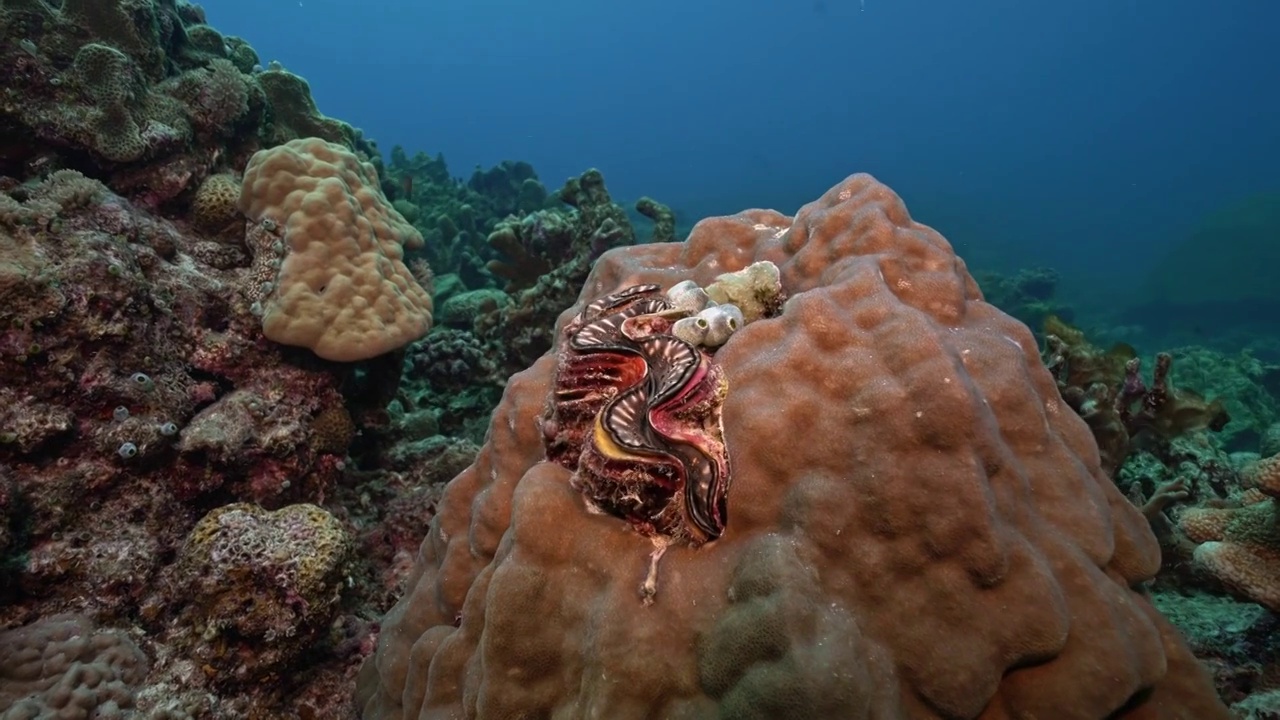 水下摄影中国南海西沙群岛海底世界珊瑚礁生态视频下载