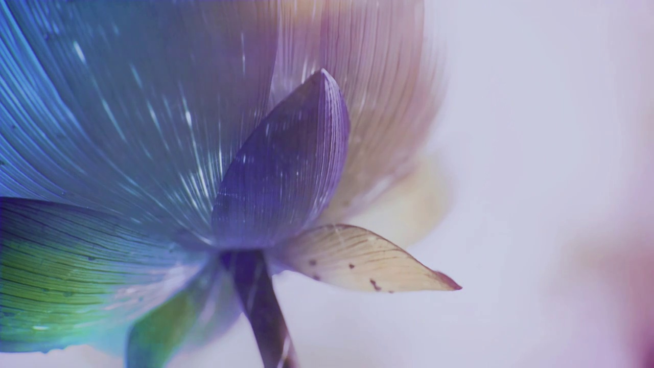 荷花莲花叶子动态光线光晕特效背景素材视频素材