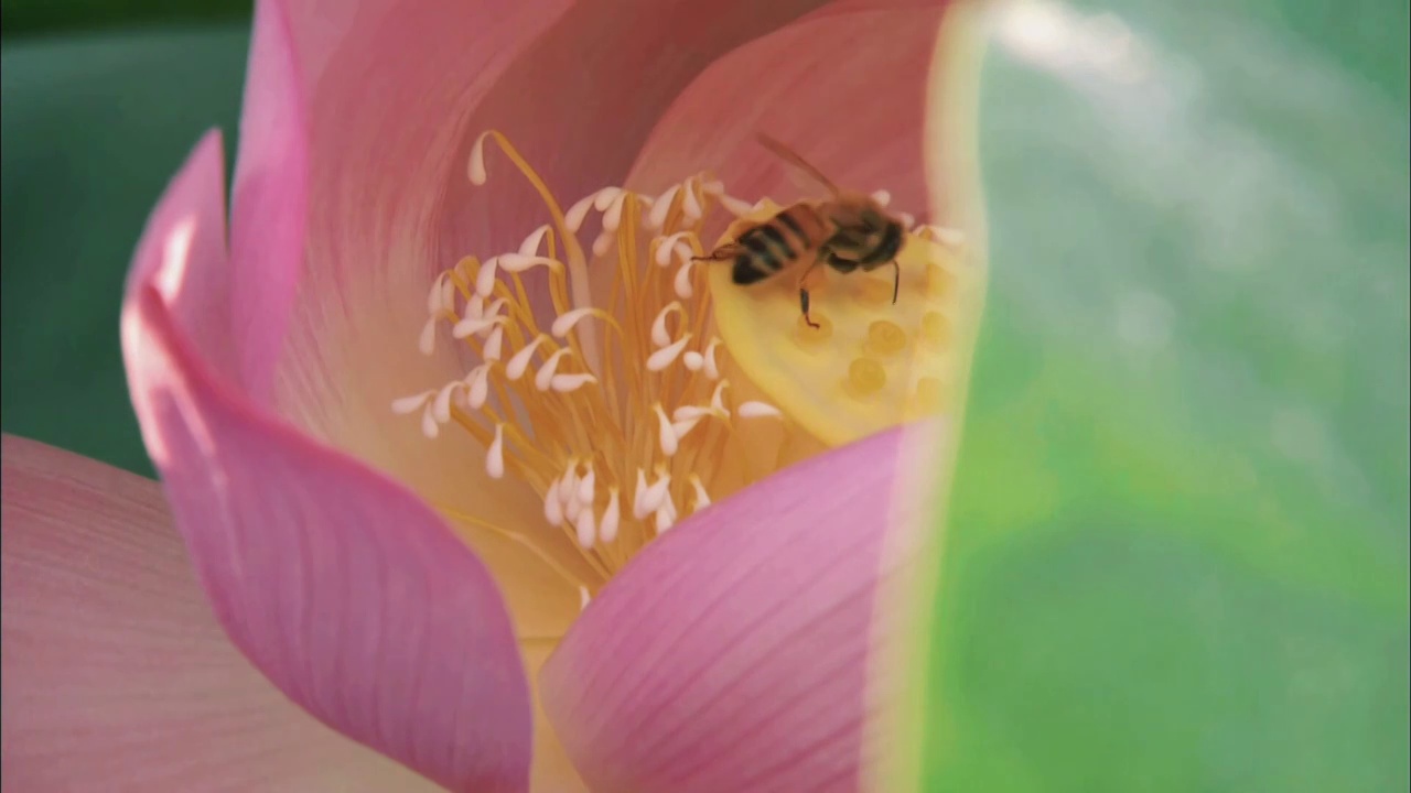 夏日荷花莲花花蕊蜜蜂飞舞素材视频素材